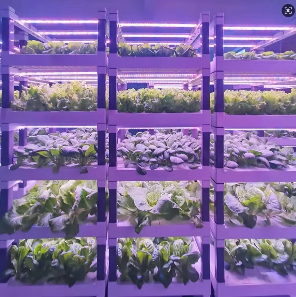 Hydroponic Grow System Greenho - Smart Garden In Home recensione e prezzo